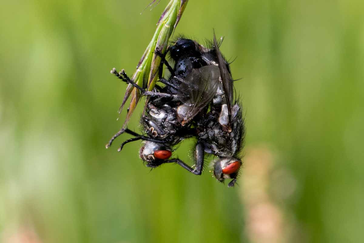 Fleischfliege - Sarcophaga carnaria Image