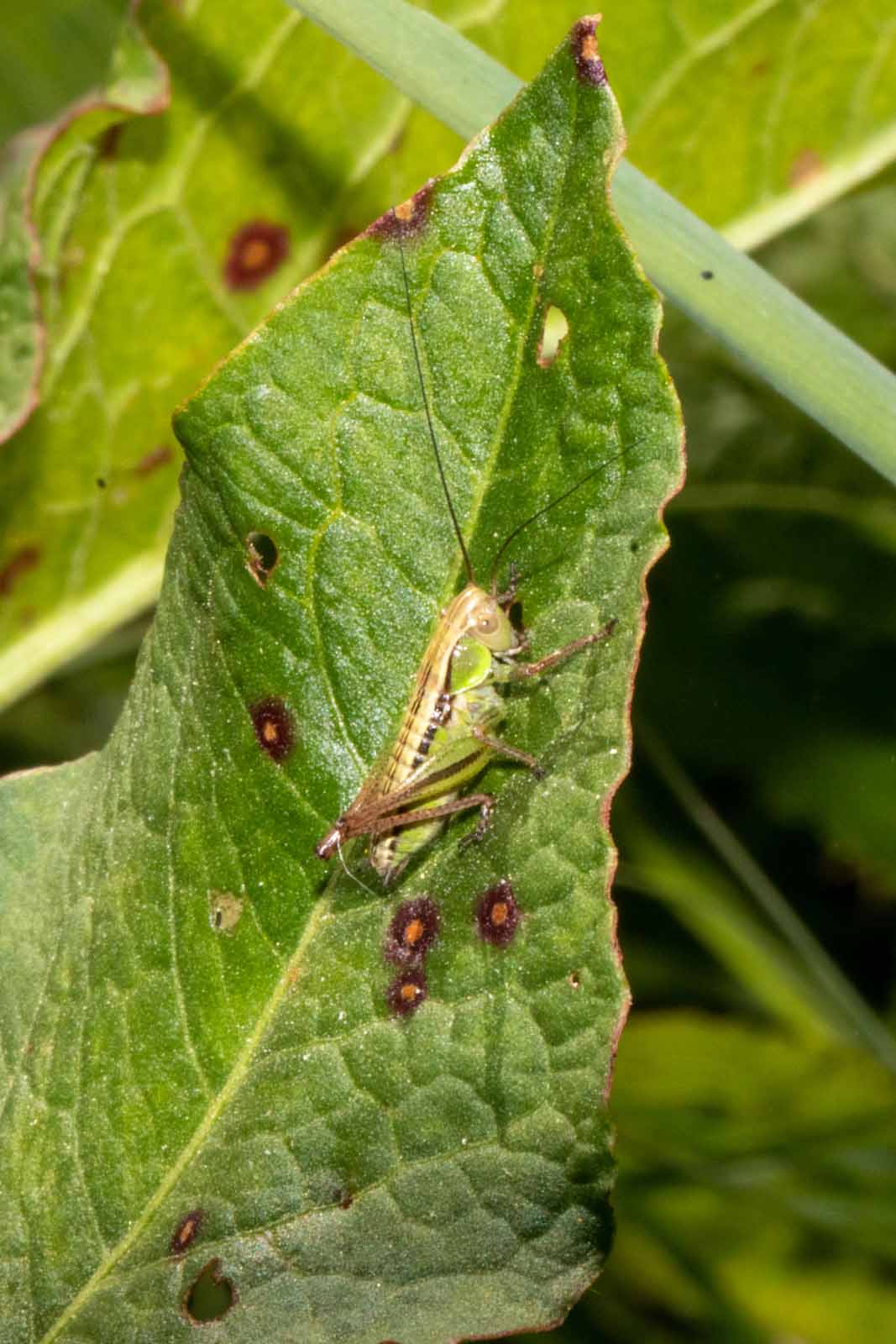 Roesels Beißschrecke - Metrioptera roeselii Image