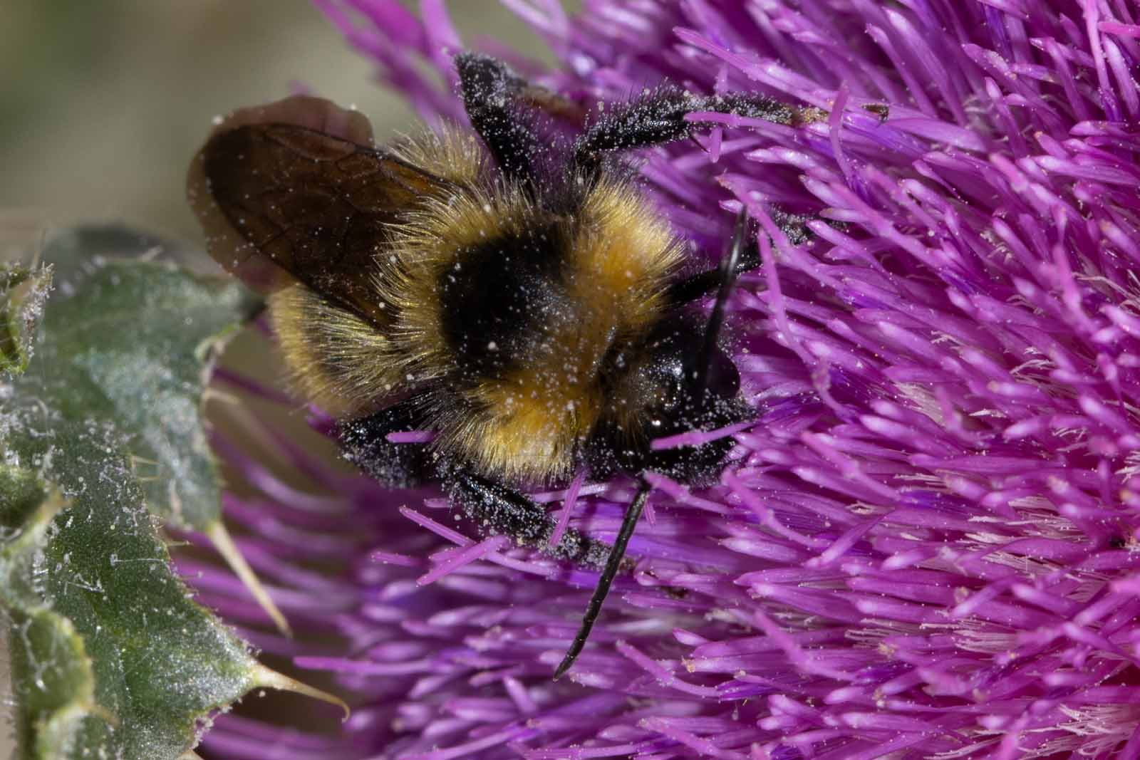 Kuckuckshummel - Bombus campestris Image