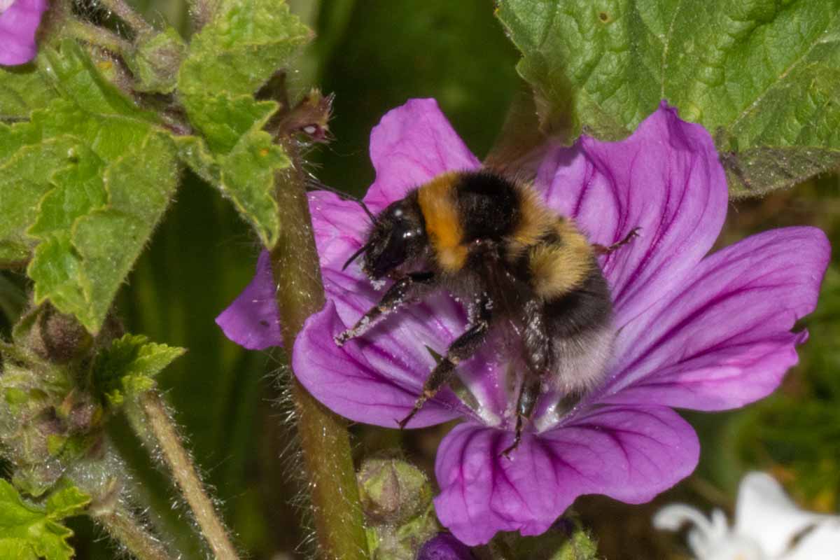 Gartenhummel - Bombus hortorum Image