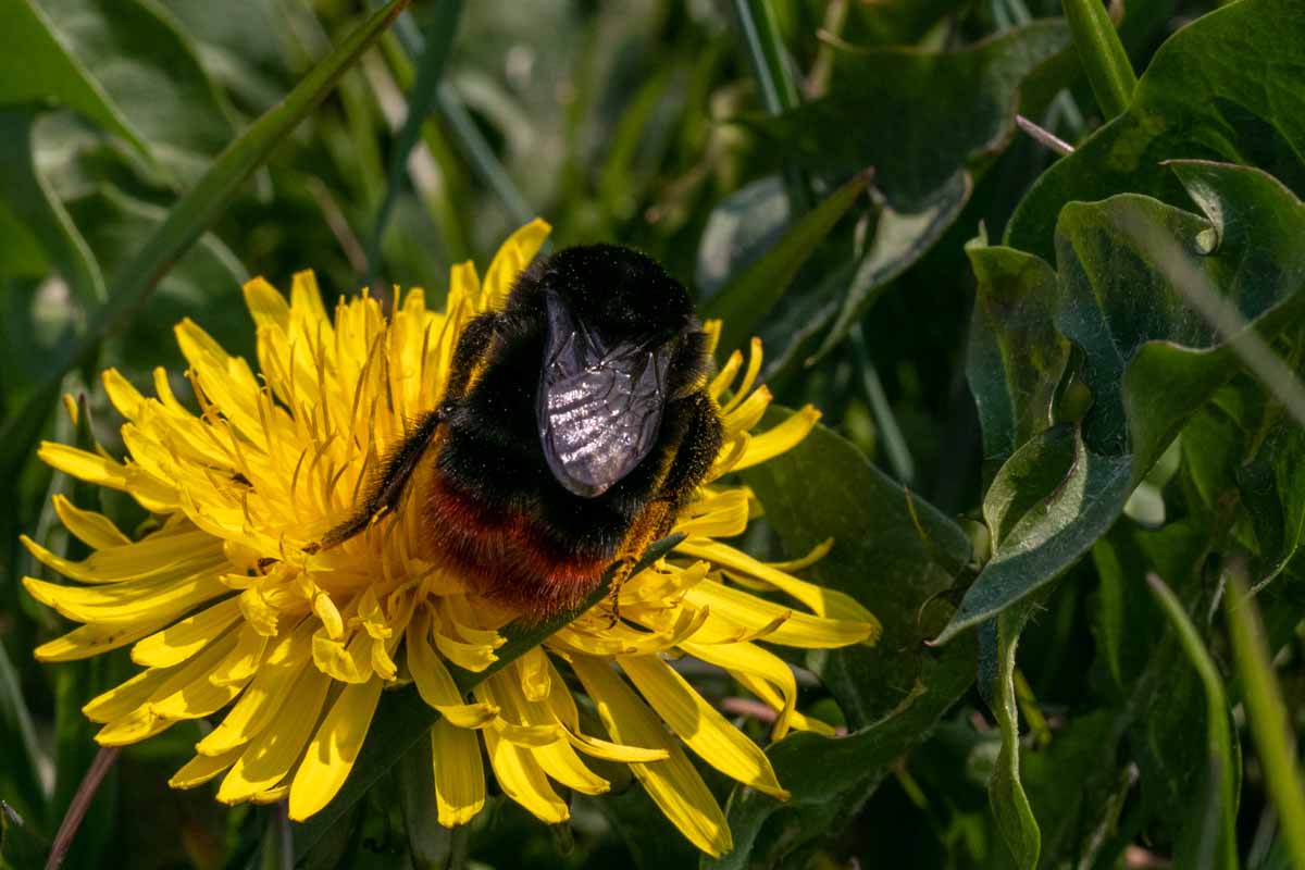 Steinhummel - Bombus lapidarius Image