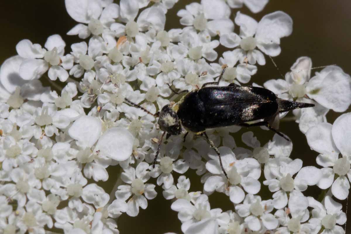 Gebänderter Stachelkäfer - Variimorda villosa Image