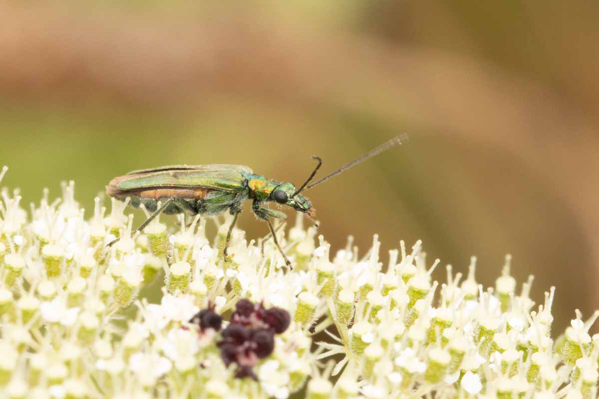 Grüner Scheinbockkäfer - Oedemera-nobilis Image