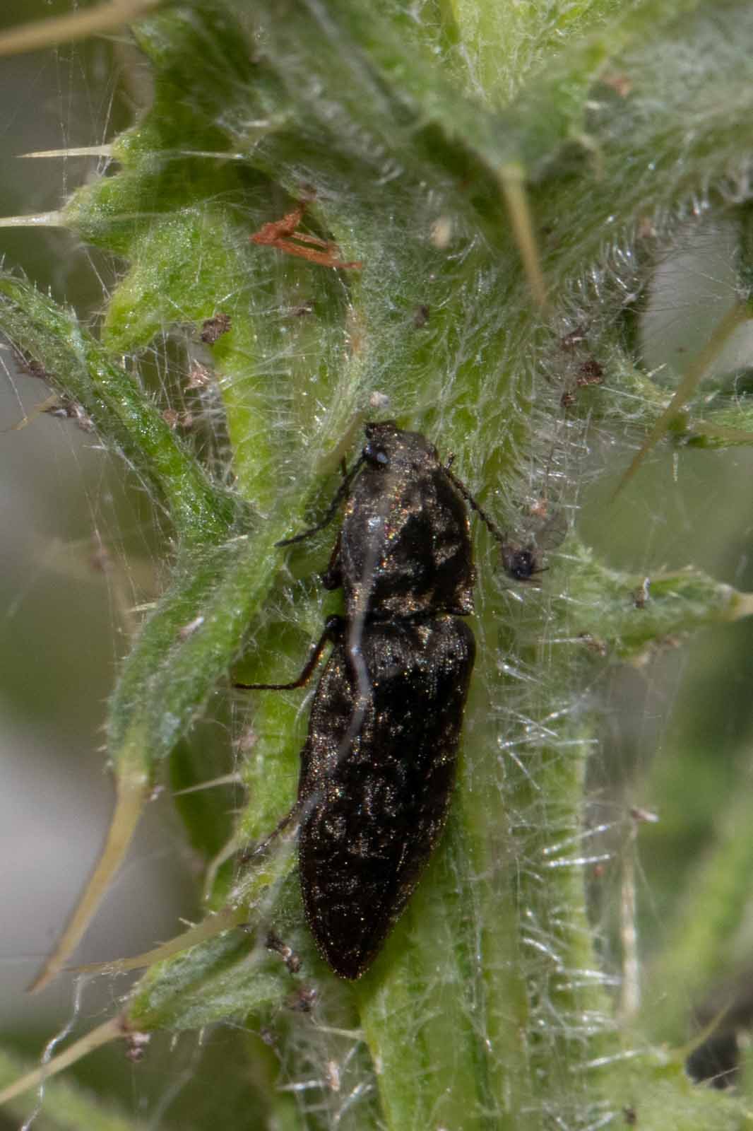 Mausgrauer Schnellkäfer - Agrypnus murinus Image