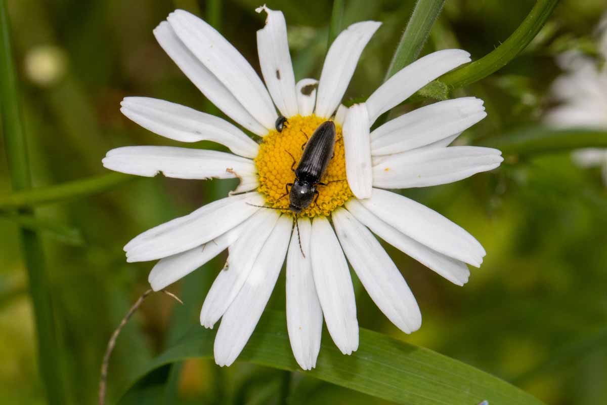 Schnellkäfer - Nothodes  cf. parvulus Image