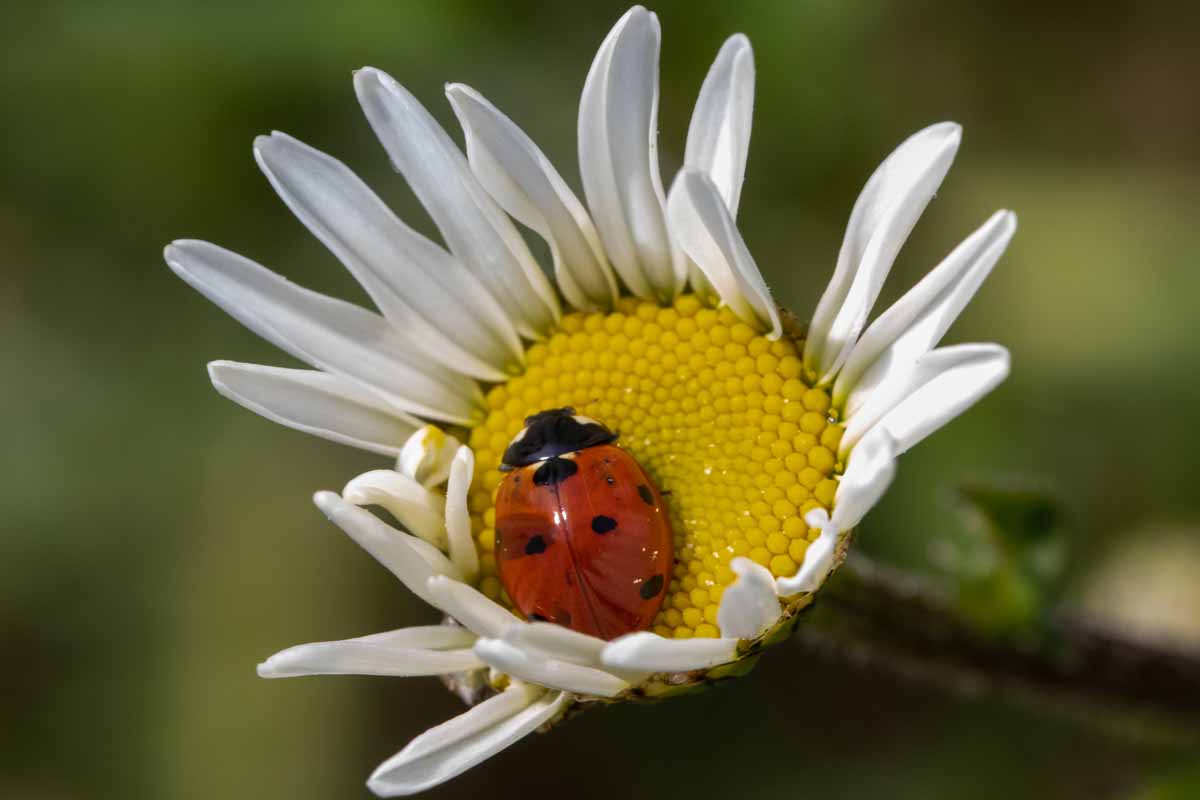 Siebenpunkt - Coccinella septempunctata  Image
