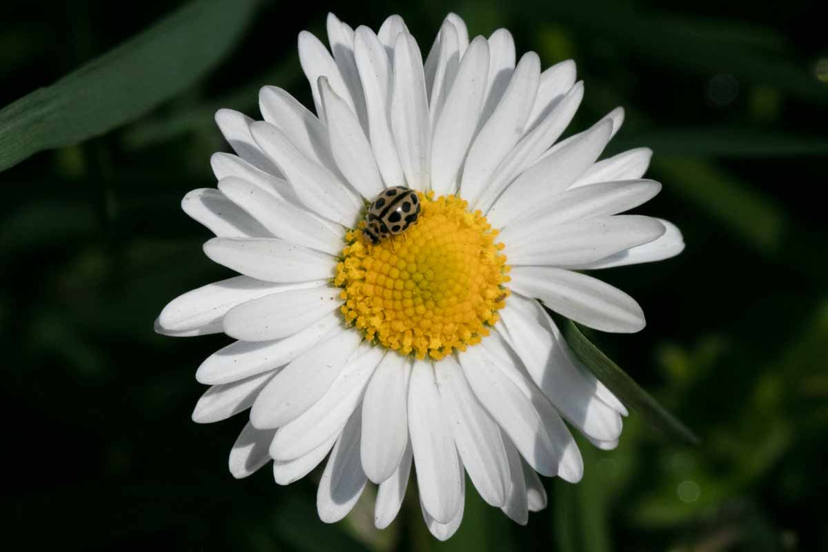 Siebzehnpunkt-Marienkäfer - Tytthaspis sedecimpunctata Image