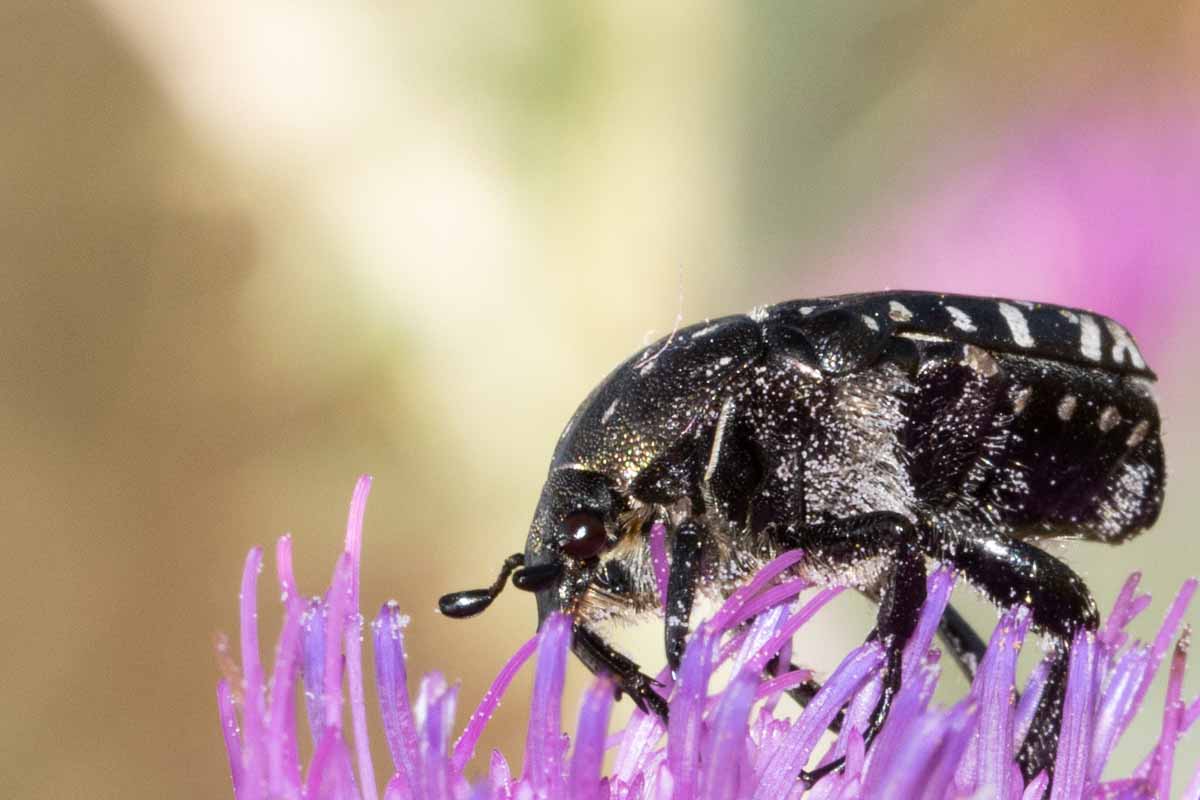 Trauerrosenkäfer - Oxythyrea-funesta Image