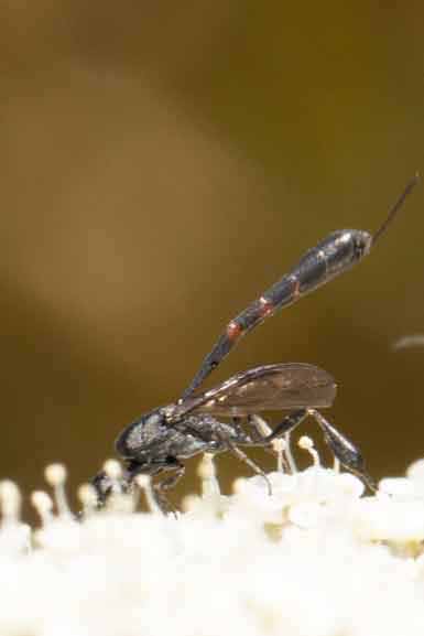 Gichtwespe - Gasteruption-cf.-assectator Image